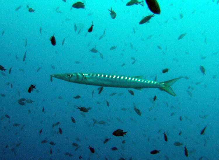 Sphyraena viridensis a Portofino